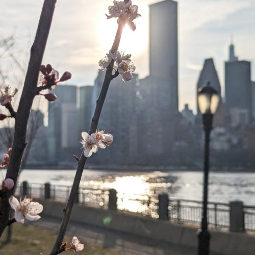 The Ultimate Guide For Visiting New York in Spring