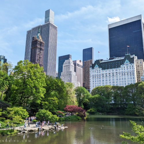Best Central Park Quotes & Instagram Captions to Get Inspired