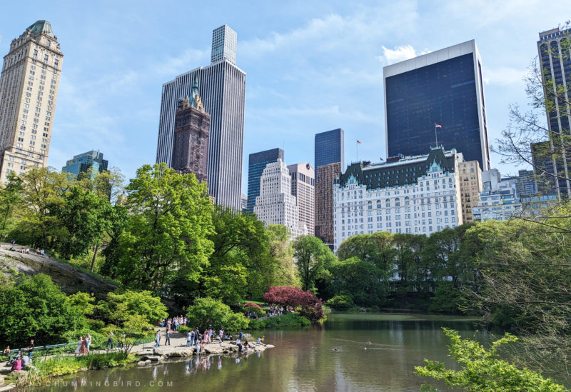 Best Central Park Quotes & Instagram Captions to Get Inspired